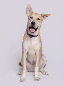 Stiyx -  Mixed Breed and Shepherd Dog for Adoption in Austin, Texas - Stiyx | PetCurious