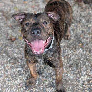 Gomer -  Mixed Breed Dog for Adoption in West Olive, Michigan - Gomer | PetCurious