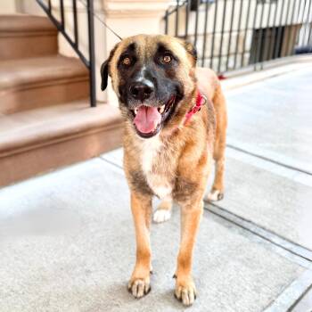 Aitutaki -  Saint Bernard Dog for Adoption in New York, New York - Aitutaki | PetCurious