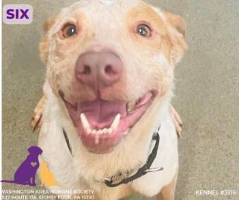 Rescue Australian Cattle Dog Blue Heeler Dogs for Adoption in Eighty Four, Pennsylvania - Six | PetCurious