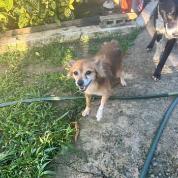 Pomeranian Dogs Available for Adoption - Nickie | PetCurious