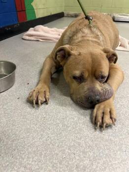 Rescue Labrador Retriever and Pit Bull Terrier Dogs for Adoption in Indianapolis, Indiana - HUMPHRY | PetCurious