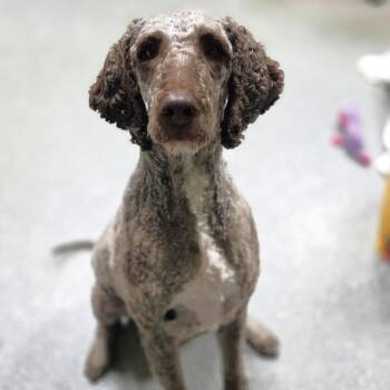 Charlie -  Chocolate Labrador Retriever and Standard Poodle Dog Available for Adoption in Michigan City, Indiana - Charlie | PetCurious