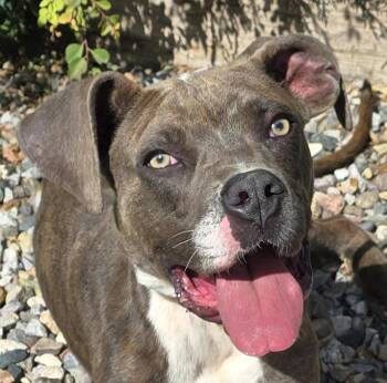 Rescue American Bully Dogs for Adoption in North Valley, New Mexico - Our Shining Star Sammy Baygar = BEST Of Show ! | PetCurious