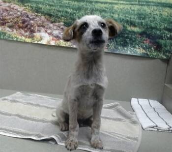 A552202 -  Australian Cattle Dog Blue Heeler and Mixed Breed Dog for Adoption in Moreno Valley, California - A552202 | PetCurious