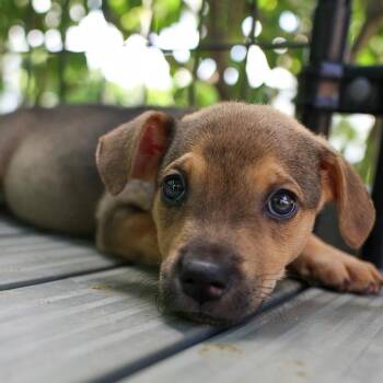 Brittany Rose -  Mixed Breed Dog for Adoption in Bradenton, Florida - Brittany Rose | PetCurious