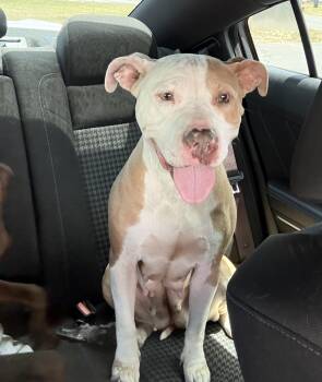 Roseanne Darling Love Bug Sweetheart. Beloved in the Vet where s -  American Bulldog Dog for Adoption in Charlottesville, Virginia - Roseanne Darling Love Bug Sweetheart. Beloved In The Vet Where S | PetCurious