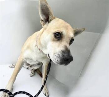 Shiba Inu Dogs Available for Adoption in Houston, Texas - A656780 | PetCurious