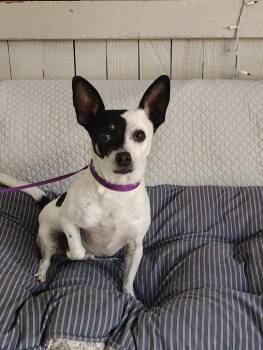 Tera -  Rat Terrier Dog for Adoption in Fort Worth, Texas - Tera | PetCurious