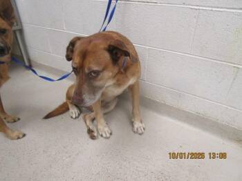 Odin(58) -  Golden Retriever and Labrador Retriever Dog for Adoption in Marietta, Georgia - Odin(58) | PetCurious
