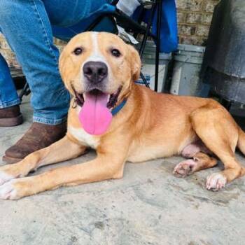 SCOOTER -  Mixed Breed Dog for Adoption in Fernandina Beach, Florida - SCOOTER | PetCurious