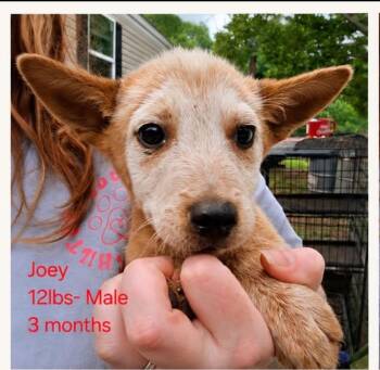 Joey -  Australian Cattle Dog Blue Heeler Dog for Adoption in Lakewood Ranch, Florida - Joey | PetCurious