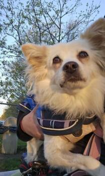 Terrier Dogs Available for Adoption in Toronto, Ontario - Lily | PetCurious