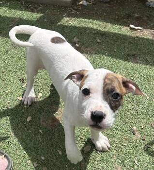 Labrador Retriever and Hound Dogs Available for Adoption in Brownstown, Indiana - Stone | PetCurious