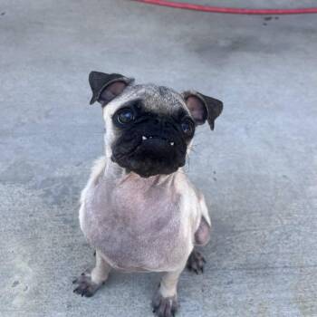 Patty -  Pug Dog for Adoption in Beaumont, Texas - Patty | PetCurious