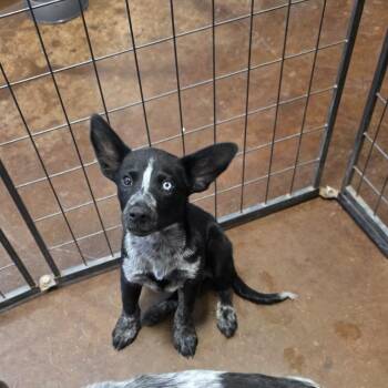 Winton -  Husky and Cattle Dog Dog for Adoption in Midland, Texas - Winton | PetCurious