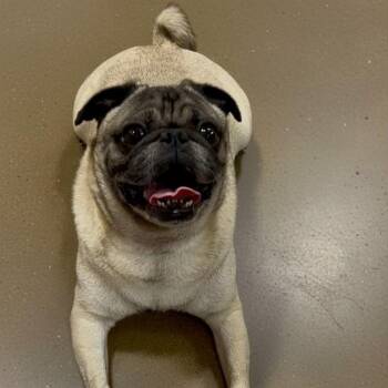 Cooper (Dallas) -  Pug Dog for Adoption in Houston, Texas - Cooper (Dallas) | PetCurious