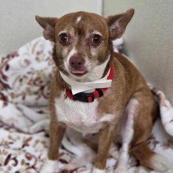 Jazzy - Costa Mesa Location -  Chihuahua and Mixed Breed Dog for Adoption in Chino Hills, California - Jazzy - Costa Mesa Location | PetCurious