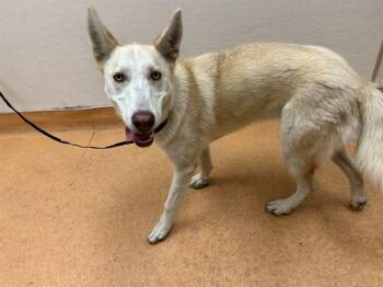 MERCEDES -  Siberian Husky and German Shepherd Dog Dog for Adoption in Martinez, California - MERCEDES | PetCurious