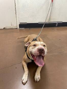 Coral -  Pit Bull Terrier and Shar Pei Dog for Adoption in Chico, California - Coral | PetCurious