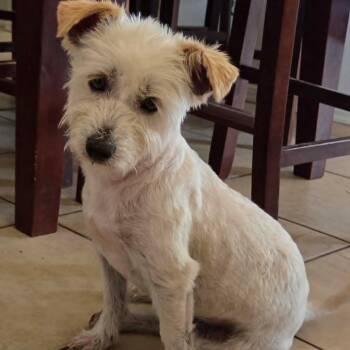 JESTER -  Glen Of Imaal Terrier Dog for Adoption in Marana, Arizona - JESTER | PetCurious
