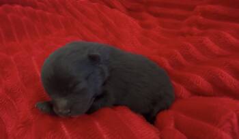 Pomeranian Dogs Available for Sale in Redding, California - Shimmy | PetCurious