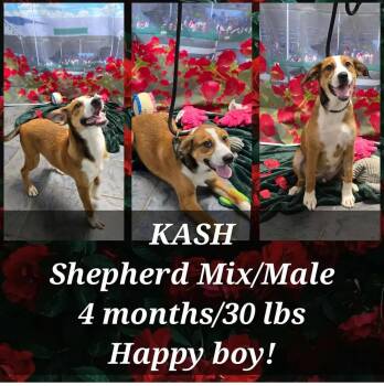 Shepherd Dogs Available for Adoption in Loveland, Ohio - Kash | PetCurious