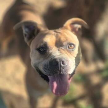 Lilly -  American Bully and Mixed Breed Dog for Adoption in Dover, Arkansas - Lilly | PetCurious