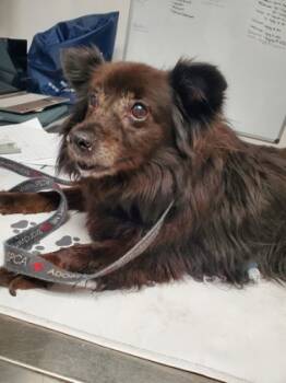 Rescue Mixed Breed Dogs for Adoption in West Chester, Pennsylvania - Smokey | PetCurious