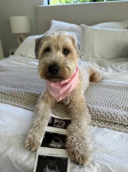 Wheaten Terrier Dogs Available for Adoption - Brody | PetCurious