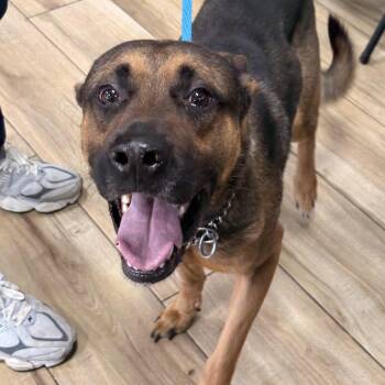 Legend -  German Shepherd Dog Dog for Adoption in Newark, New Jersey - Legend | PetCurious