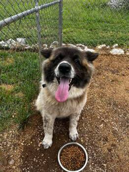 Akita Dogs Available for Adoption in Munfordville, Kentucky - Carol Kaye | PetCurious