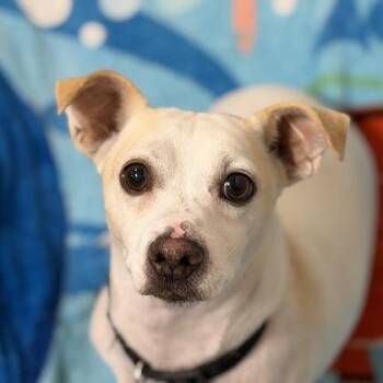 Robby -  Chihuahua and Maltese Dog for Adoption in Sacramento, California - Robby | PetCurious