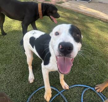 Rescue Border Collie and Pit Bull Terrier Dogs for Adoption in Longview, Texas - Calie | PetCurious