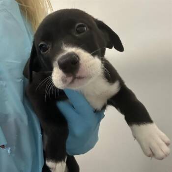 A808500 -  American Staffordshire Terrier Dog for Adoption in San Antonio, Texas - A808500 | PetCurious