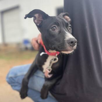Rescue Pit Bull Terrier Dogs for Adoption in Columbia, South Carolina - Morticia | PetCurious