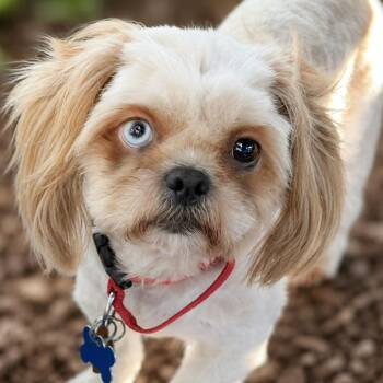 Sissy -  Shih Tzu Dog for Adoption in Boerne, Texas - Sissy | PetCurious