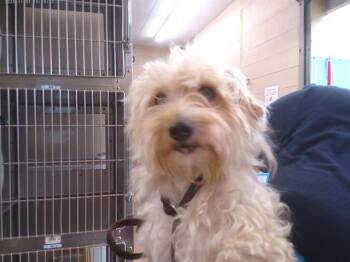 A274311 -  Terrier and Poodle Dog for Adoption in Chula Vista, California - A274311 | PetCurious