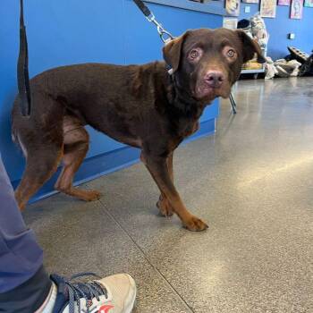 Rosy -  Chesapeake Bay Retriever Dog for Adoption in Kingman, Arizona - Rosy | PetCurious