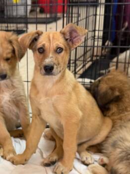 Cheezums -  Australian Shepherd and Australian Cattle Dog Blue Heeler Dog for Adoption in Fort Lupton, Colorado - Cheezums | PetCurious