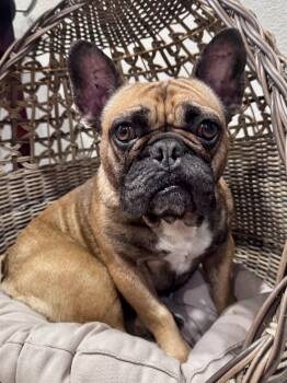 Mini -  French Bulldog Dog for Adoption in Sonora, California - Mini | PetCurious
