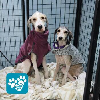 Darwin -  Mixed Breed Dog for Adoption in Mentor, Ohio - Darwin | PetCurious