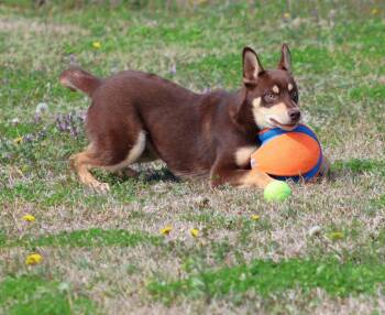 Siberian Husky and Mixed Breed Dogs Available for Adoption - RYKER | PetCurious