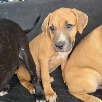 Green Lantern -  Pit Bull Terrier Dog for Adoption in East St. Louis, Illinois - Green Lantern | PetCurious