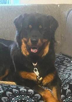 Apollo -  Rottweiler Dog for Adoption in Deering, New Hampshire - Apollo | PetCurious