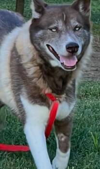 Lady Luxx -  Siberian Husky Dog for Adoption in Jackson, Louisiana - Lady Luxx | PetCurious