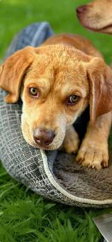 Labrador Retriever Dogs Available for Adoption in Eatontown, New Jersey - Sandi | PetCurious