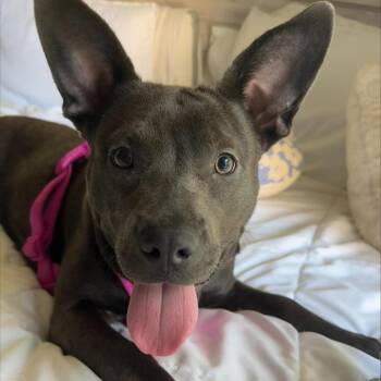 Mixed Breed Dogs Available for Adoption - Starling | PetCurious