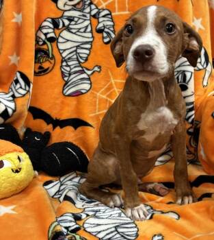 Steven -  Pit Bull Terrier Dog for Adoption in Mobile, Alabama - Steven | PetCurious
