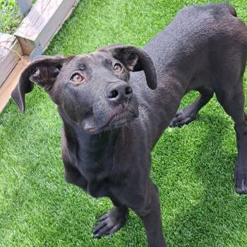 Squall -  Mixed Breed Dog for Adoption in Binghamton, New York - Squall | PetCurious